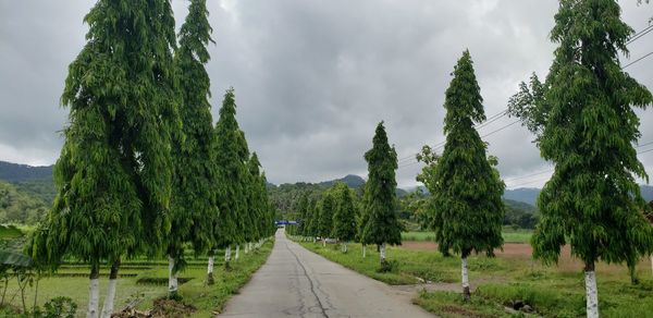 Panoramic view of empty road amidst trees against sky