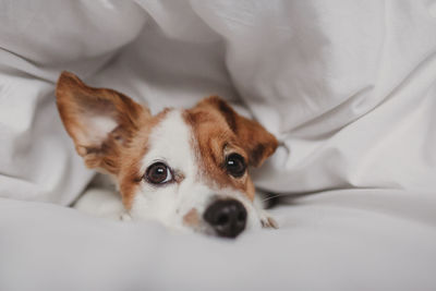 Portrait of dog lying down on bed