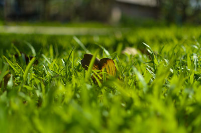 Close-up of butterfly on grass in field