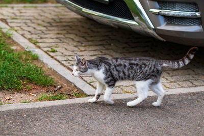 Cat walking on footpath