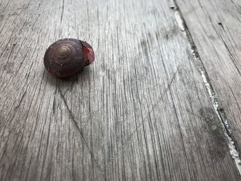 Close-up of snail on wood