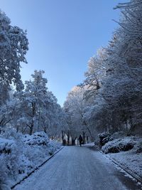 Snow covered road amidst trees against clear sky