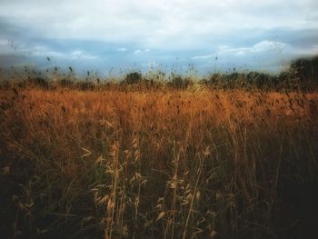 Scenic view of field against sky