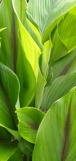 Full frame shot of green leaves