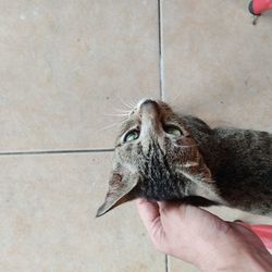 Close-up of hand holding cat