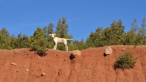 Low angle view of dog standing on mountain