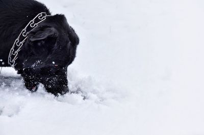 Dog on snow