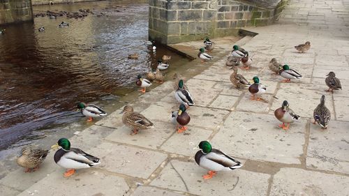 High angle view of ducks on floor