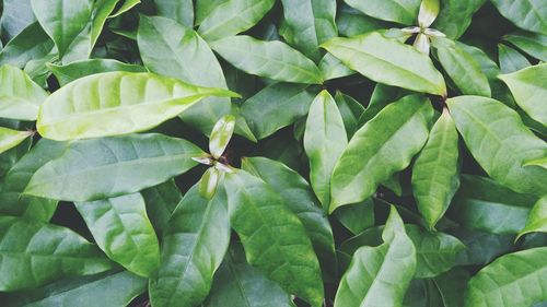 Full frame shot of green leaves