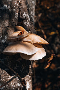 Close-up of mushroom growing on field