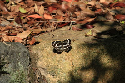 High angle view of butterfly on rock