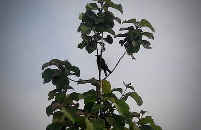 Low angle view of plant against clear sky