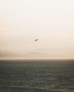 Bird flying over sea against sky