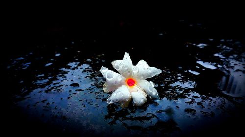 Close-up of white flower floating on water