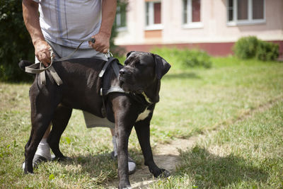 Dog dog on a walk. the owner holds a big dog. black dog with long paws.