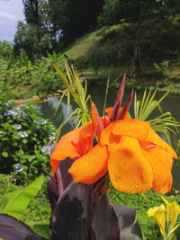 Close-up of orange flowering plant