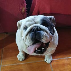 High angle view of dog at home