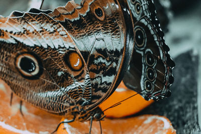 Close-up of butterfly