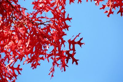 Low angle view of autumn tree against clear sky