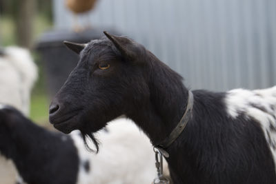 Close-up of black horse