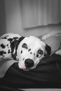 Close-up portrait of dog lying down