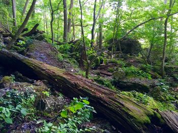 Scenic view of forest