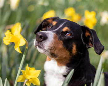 Close-up of dog with yellow flowers