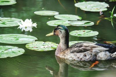 Mallard duck by lily pads on lake