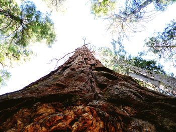 Low angle view of trees against sky