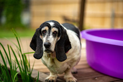 Close-up portrait of dog sitting on purple outdoors