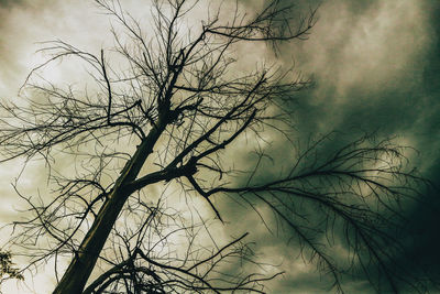 Low angle view of bare tree against sky