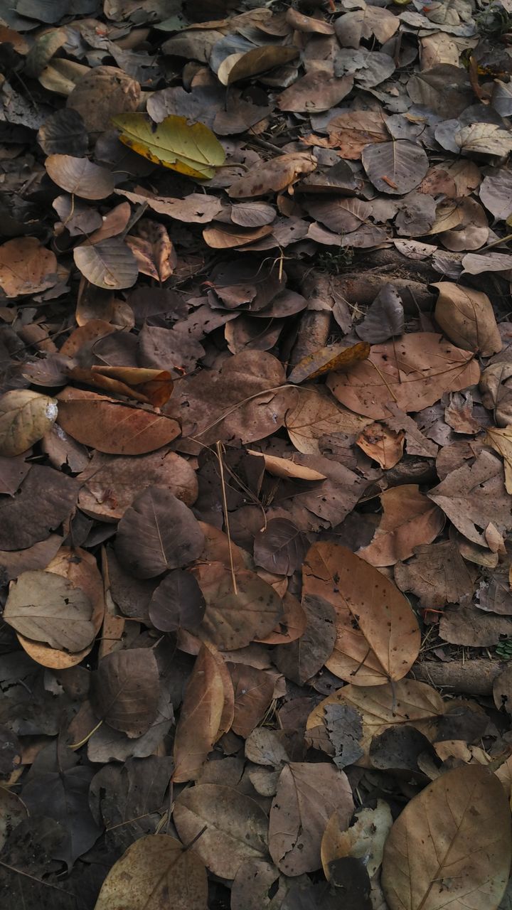 FULL FRAME SHOT OF DRY AUTUMN LEAVES ON STONE WALL