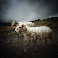 Side view of sheep walking on road against cloudy sky