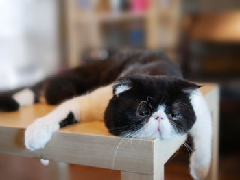 Close-up portrait of a cat