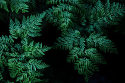 Close-up of plants