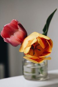 Close-up of flower