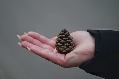Close-up of hand holding pine cone