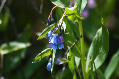 Close-up of flower blooming outdoors