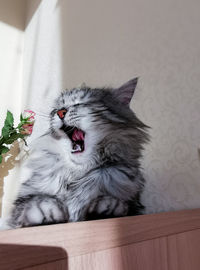 Portrait of cat yawning