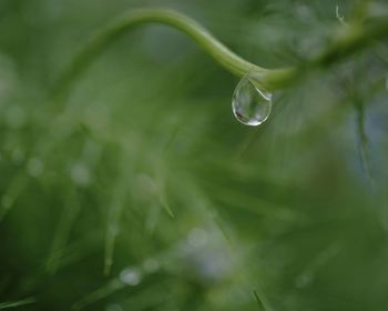 Close-up of water drops on plant