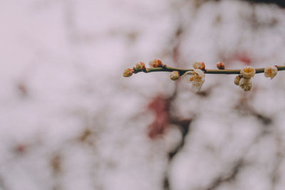 Close-up of cherry blossoms and buds on branch