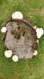 High angle view of sheep on grass