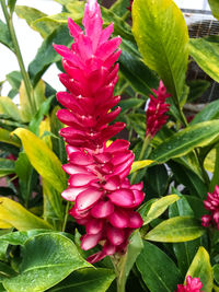 Close-up of red flowers blooming outdoors