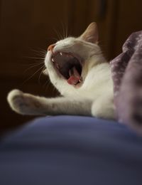 Close-up of cat yawning on bed