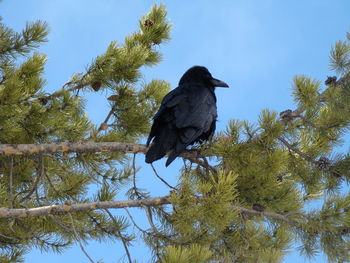 Low angle view of birds perching on tree