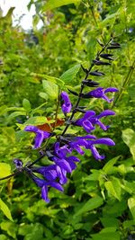 Close-up of bee on purple flowers