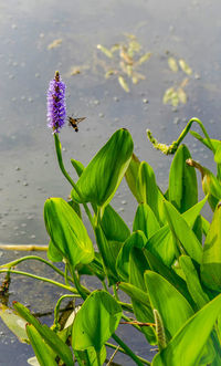 Close-up of purple flower