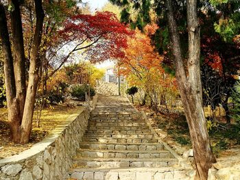 Walkway amidst trees during autumn