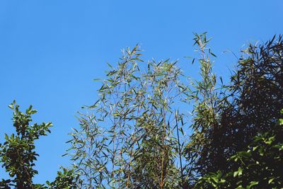 Low angle view of tree against blue sky