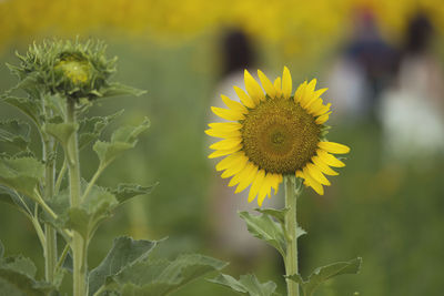 Close-up of sunflower on plant